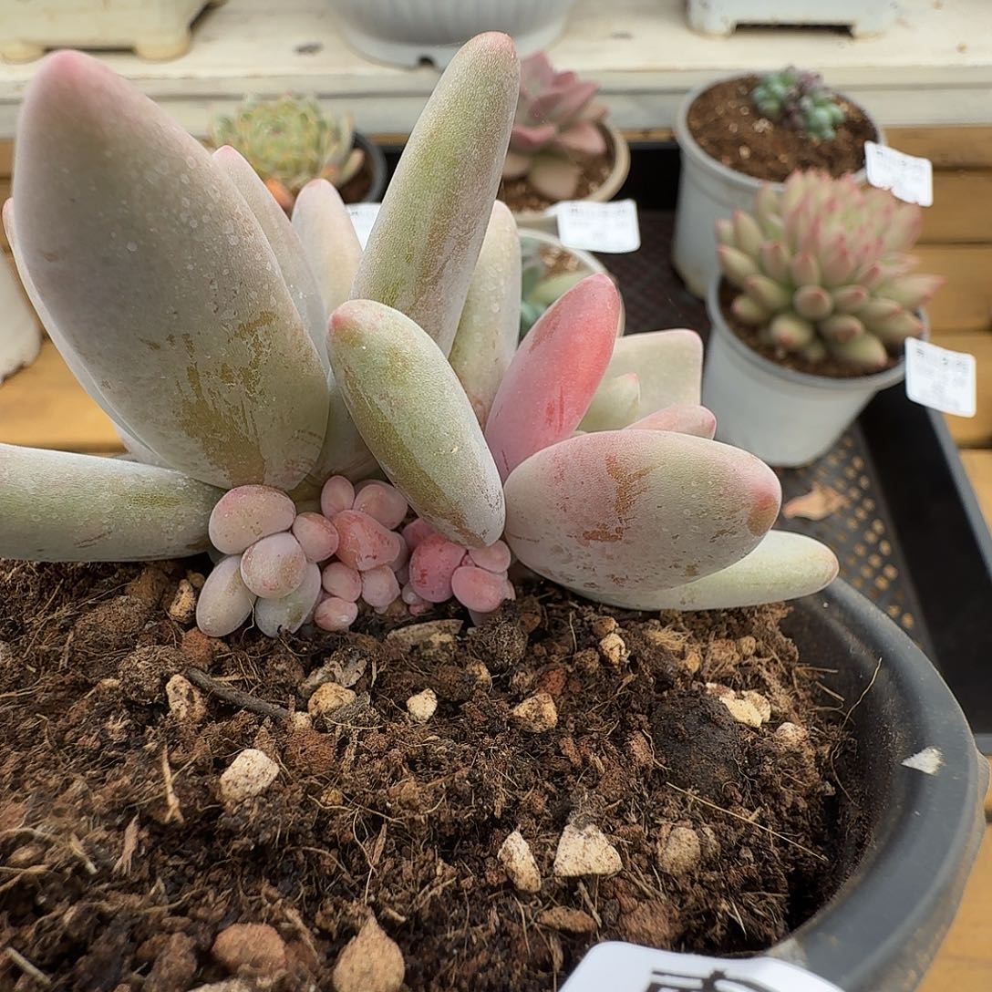 企鹅锦11112224-44