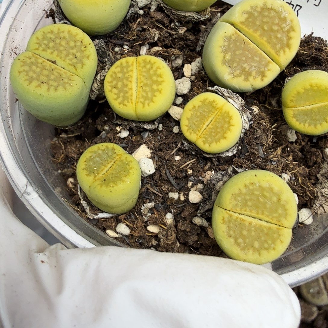 我就觉得这个女演员也特别493你