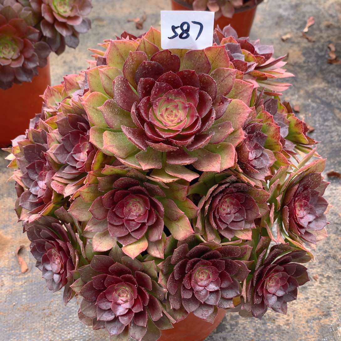 587红魔玫瑰精品法师多肉