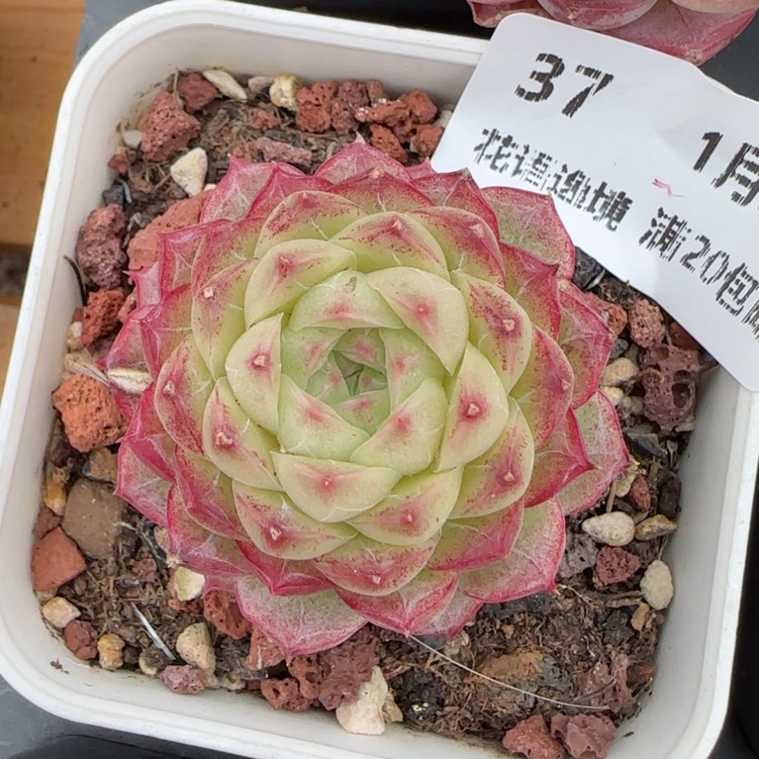 花语逸镜0128-37女王