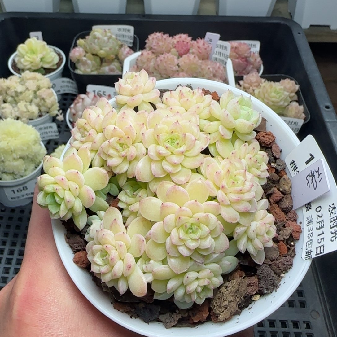 0215-172（云朵-5）