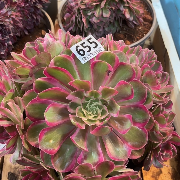 655孔雀翎诺米多肉法师锦不包侧枝断枝