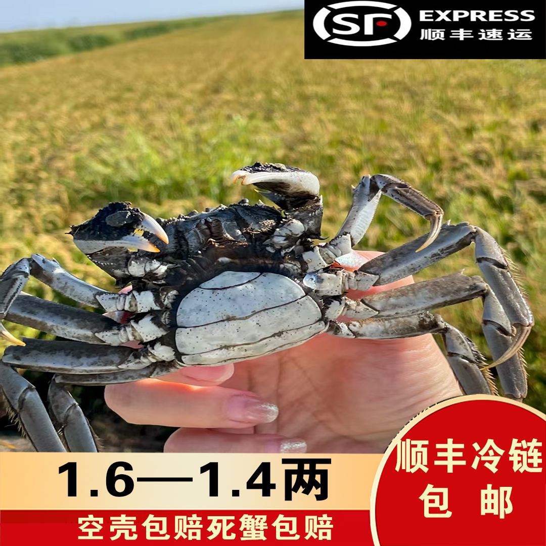 【小试牛刀】盘锦稻田蟹(1.4-1.6 两)母蟹2斤  鲜活发货（12-14只）