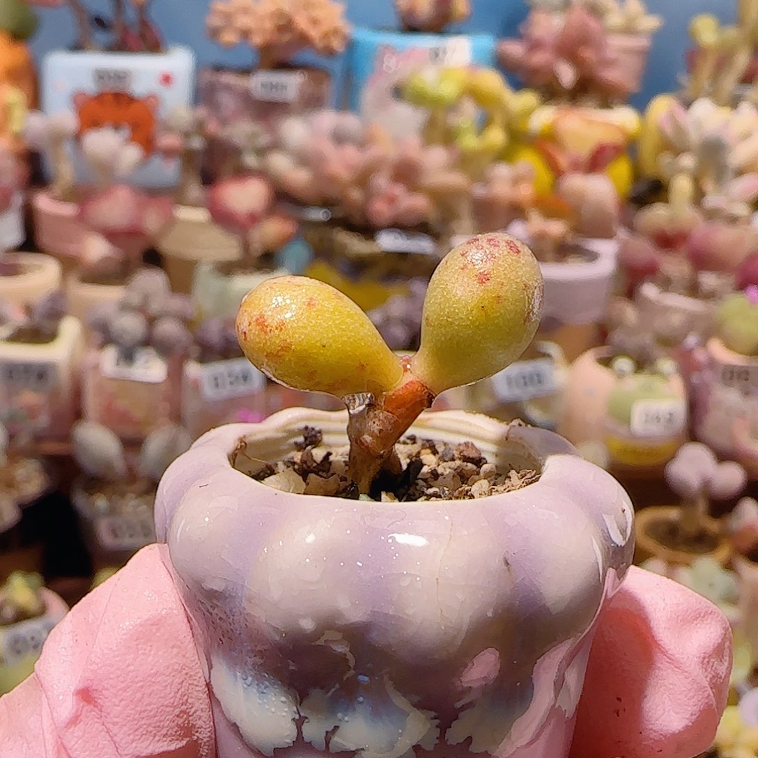 T可爱小黄鱼盆口2cm