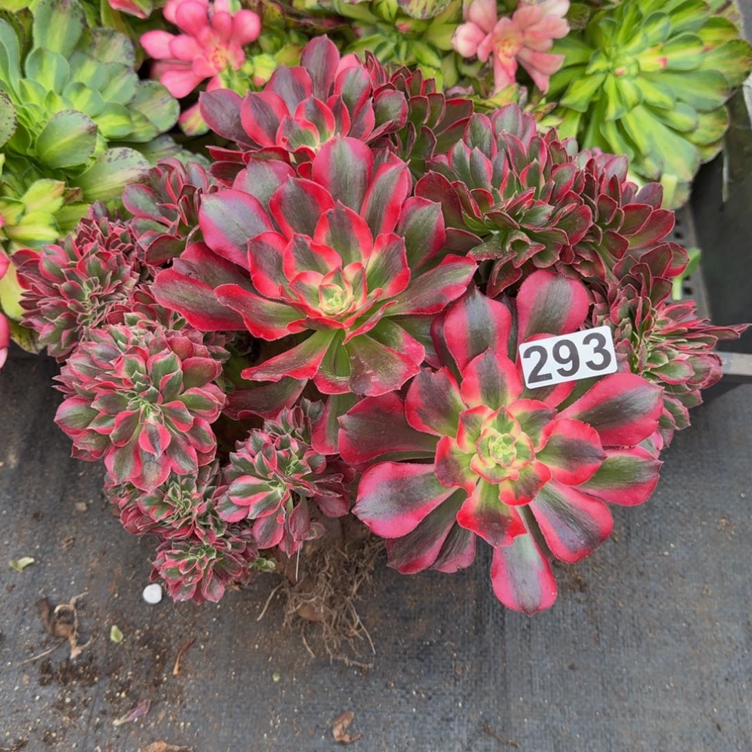 293多肉植物七彩石缀化有干伤特价