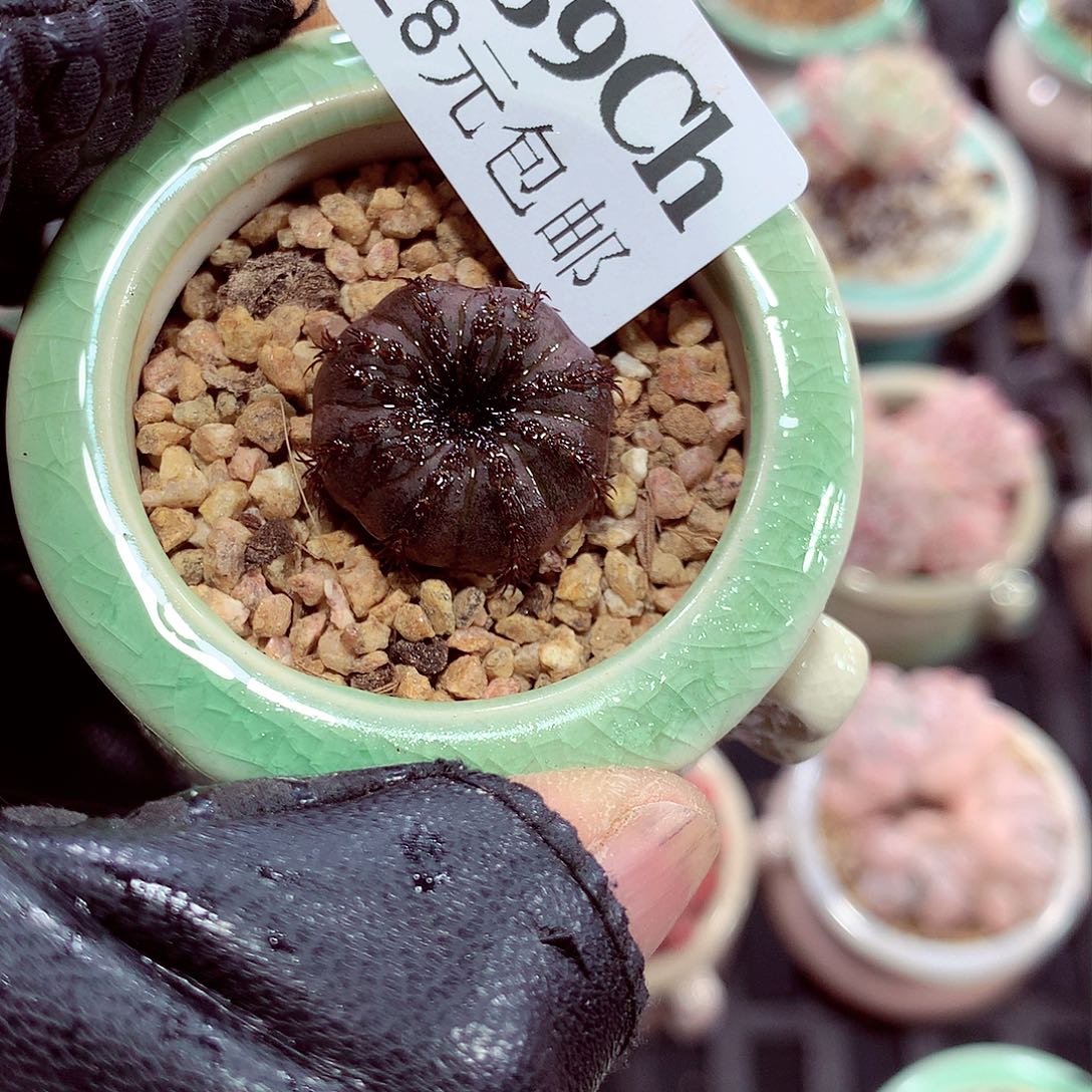 5厘米盆精控多肉239