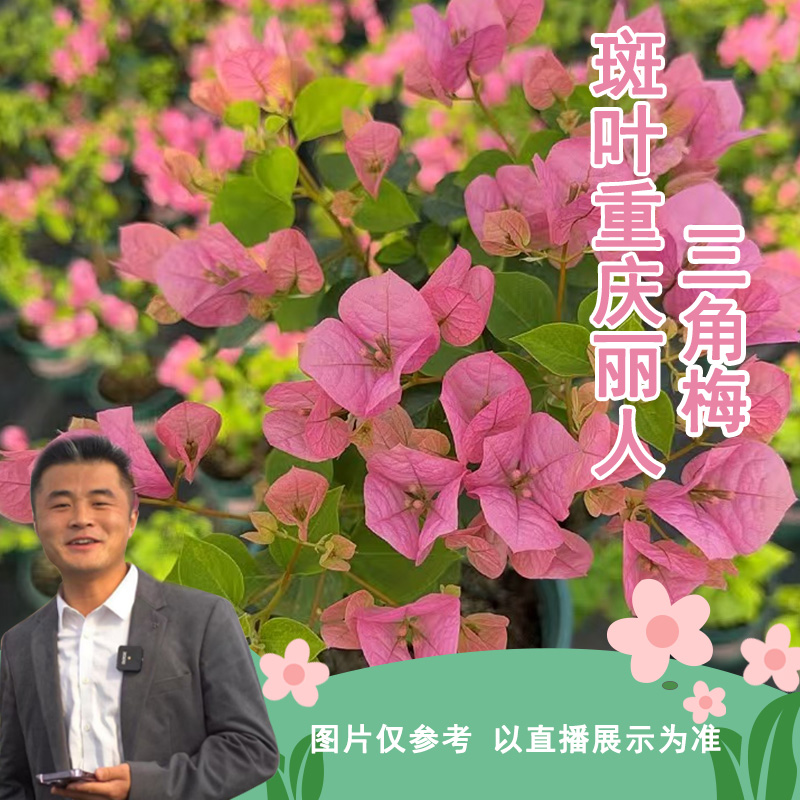 斑叶重庆丽人三角梅喜光易养护勤花室内室外阳台庭院花卉盆栽地栽