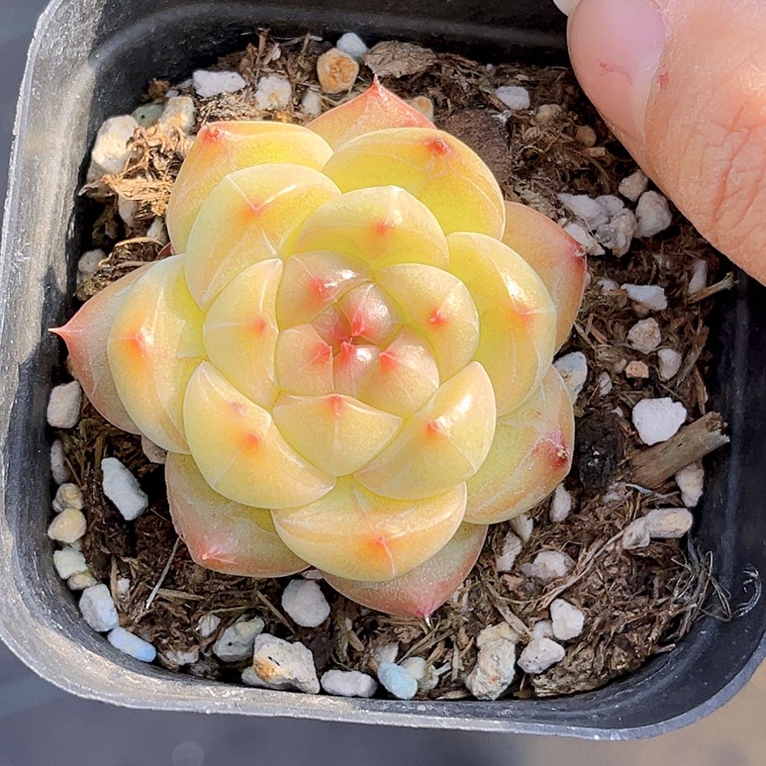 225 新品珍妮    满18包邮