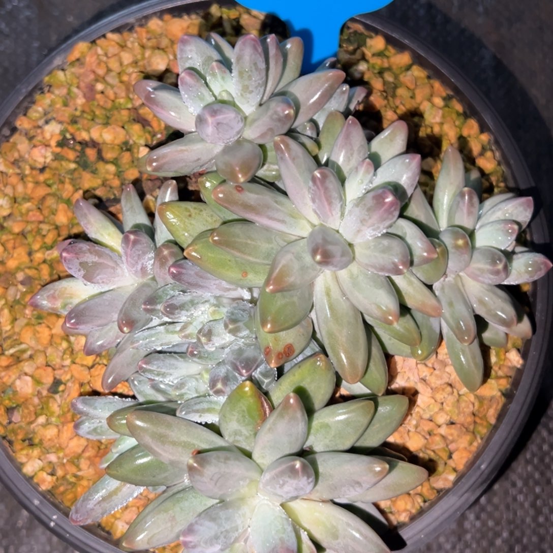 玉***儿22号伊卡鲁斯多肉植物20