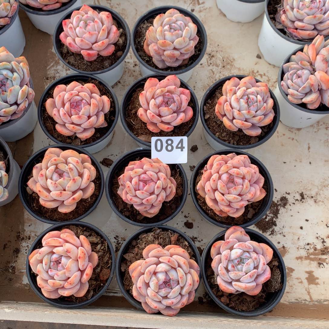 084橙子多肉植物组合