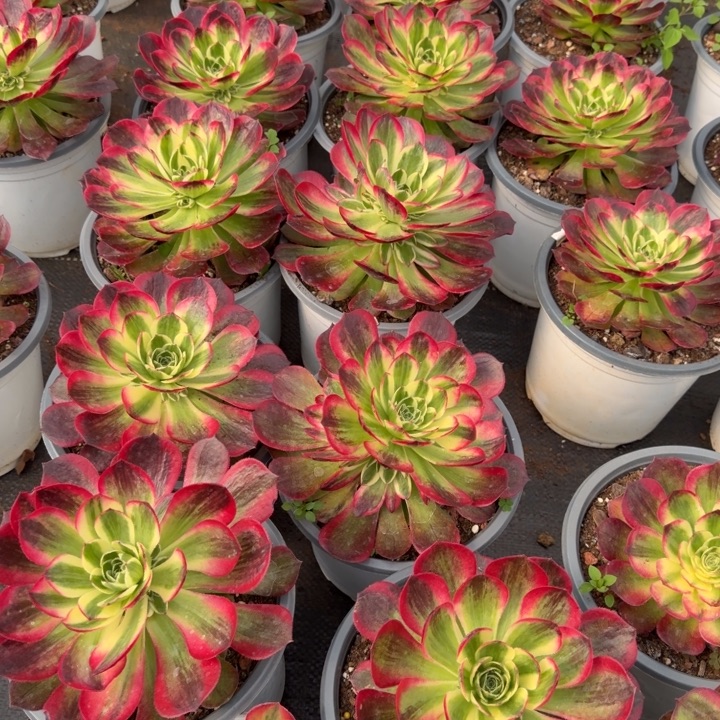 水粉啊啊啊啊啊啊