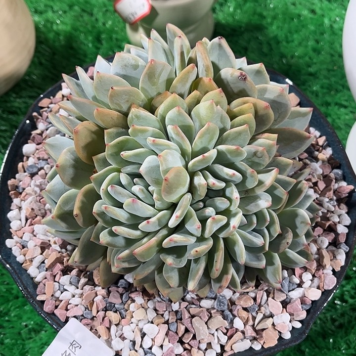 鑫伟多肉橙梦露朵朵缀2096