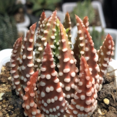 特尤普米拉带盆发货哈哈哈