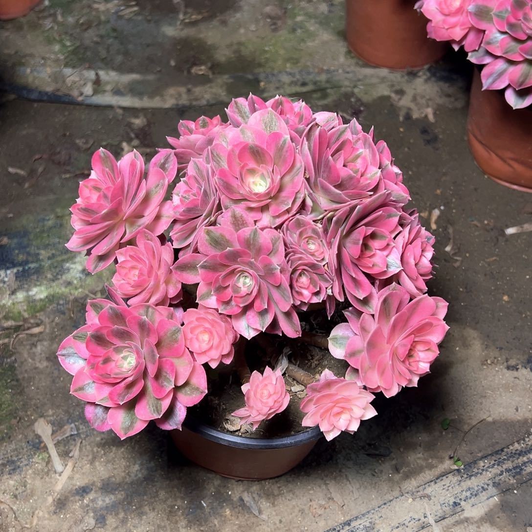 119多肉多肉多肉多肉多肉多肉多肉多肉