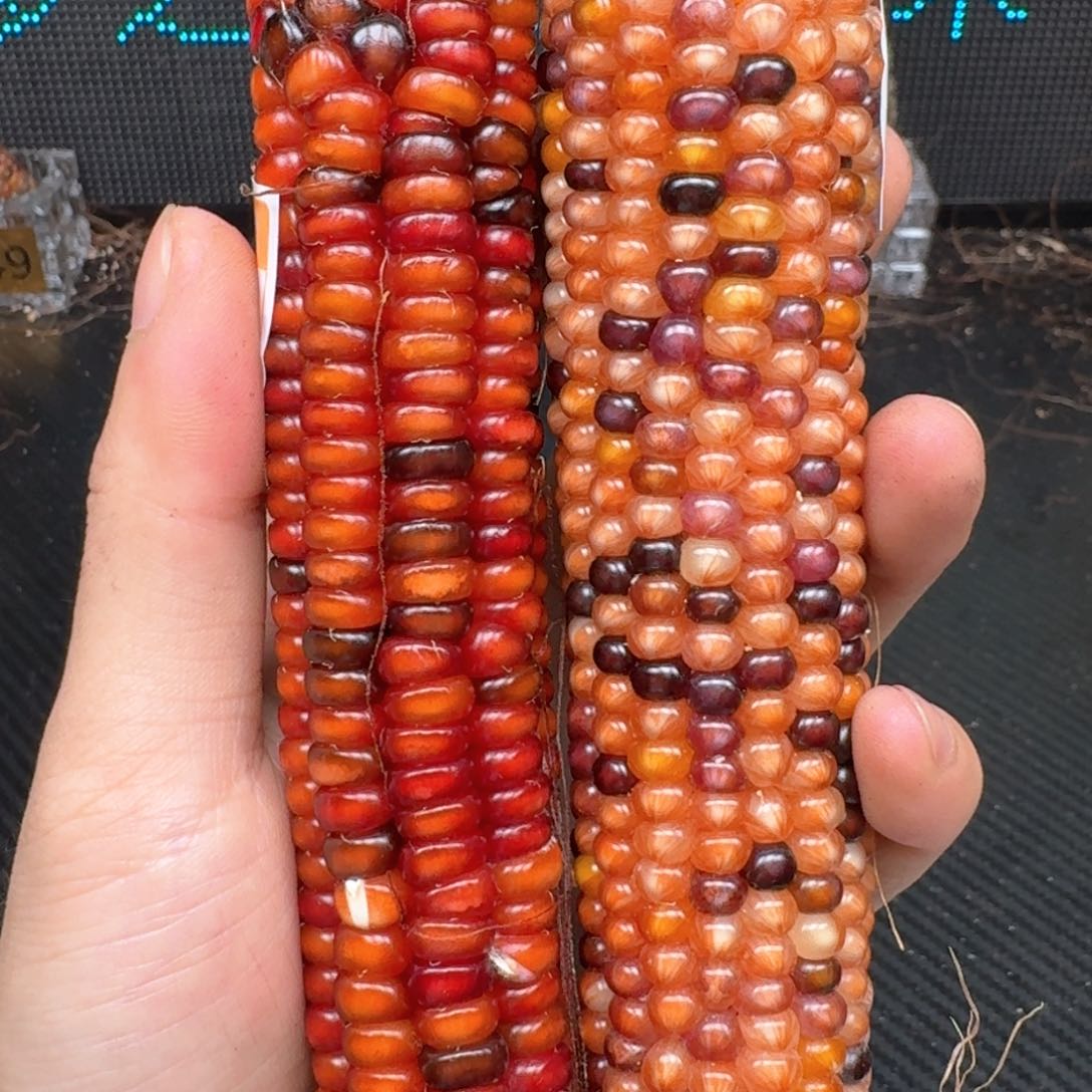 柏香籽/百香籽吊坠九**刻