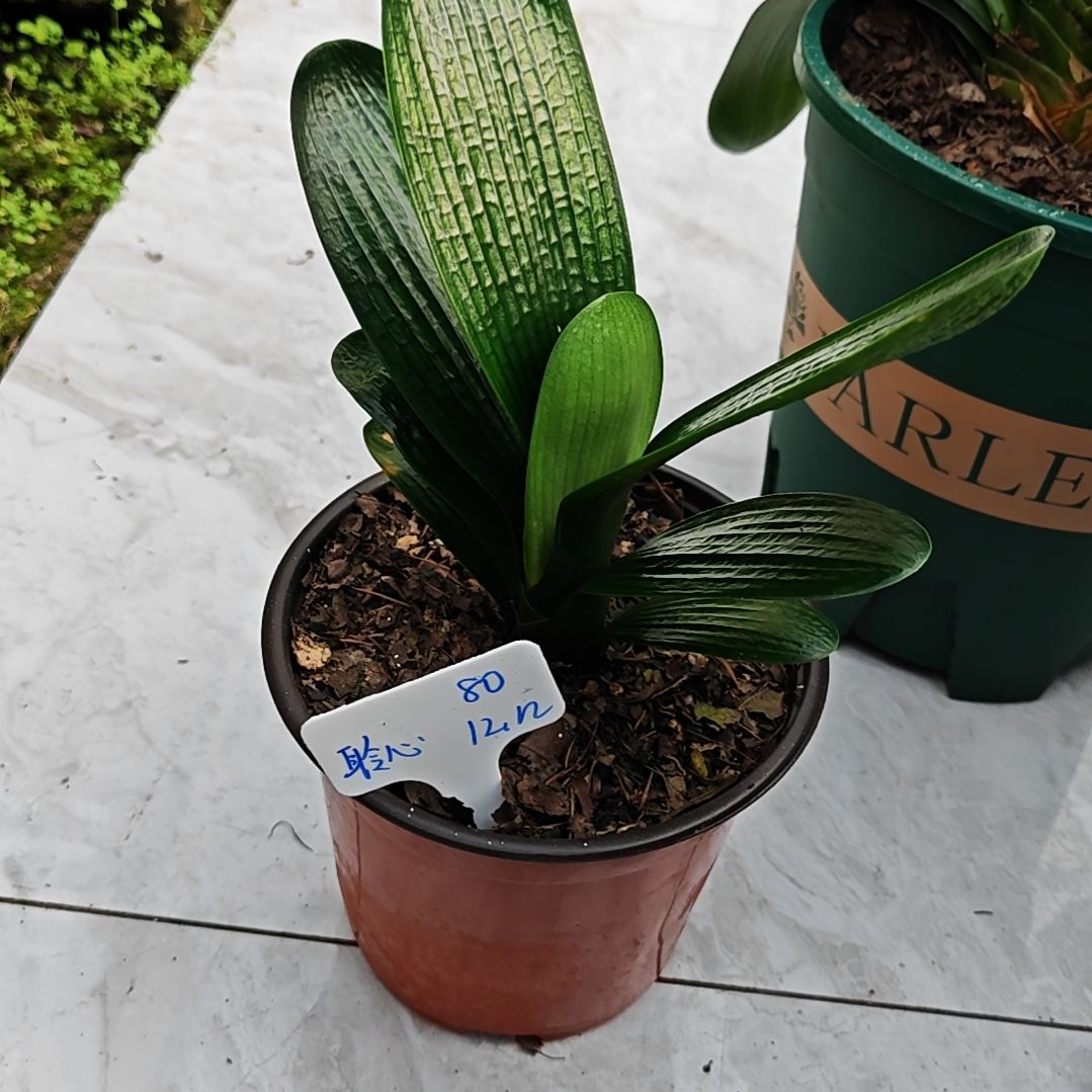 完全开放君子兰精品两年