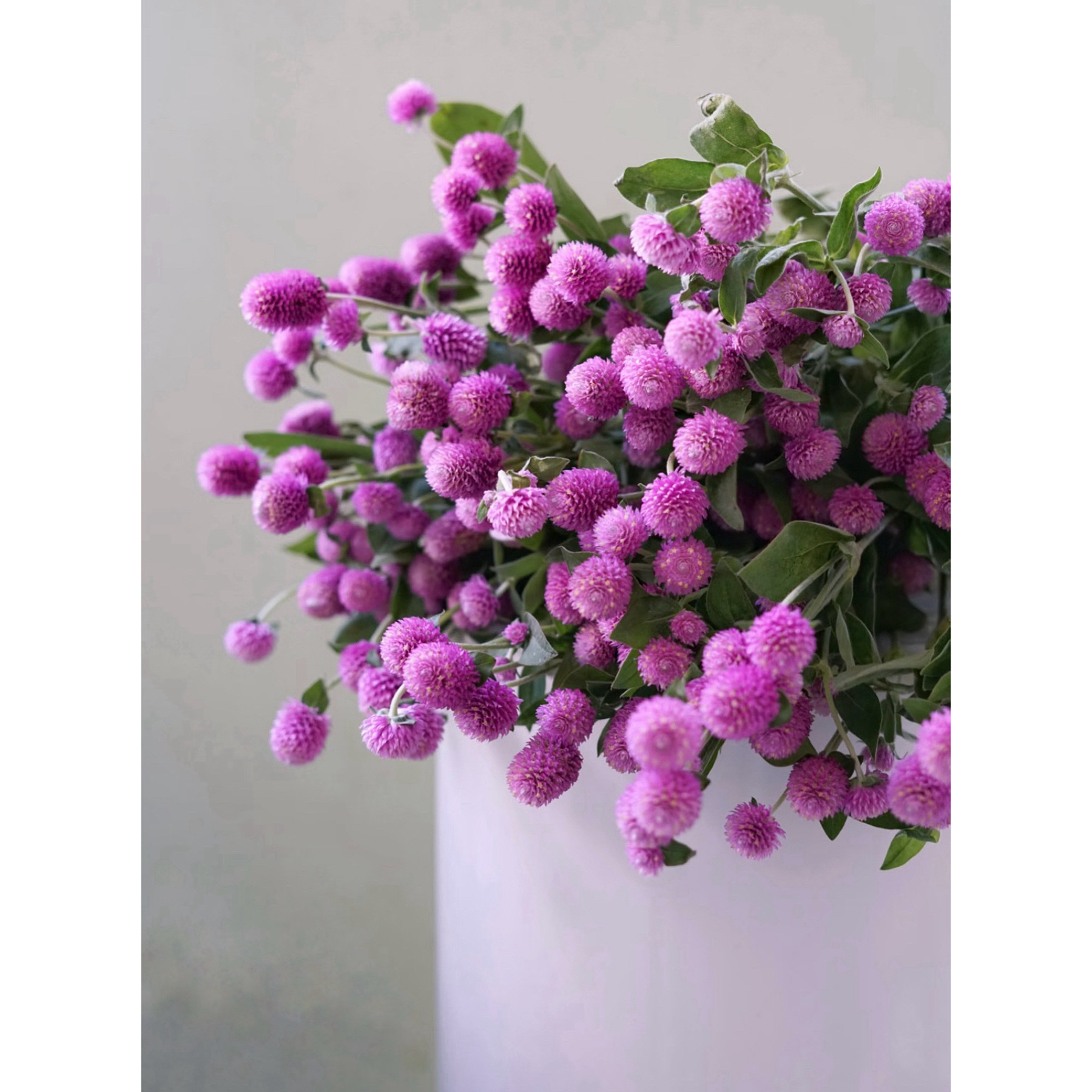 【杨鹏鲜花】千日红 不灭的爱 可做干花 云南鲜花包邮