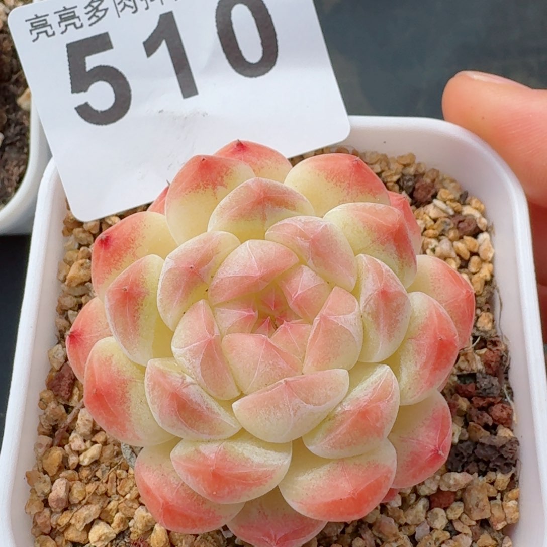 请****苏美心         精品多肉