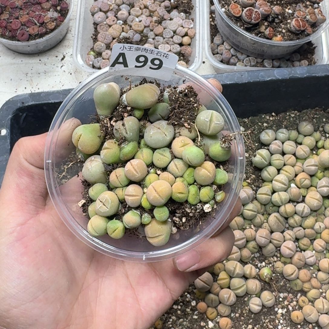 A99 绿春桃一盒。