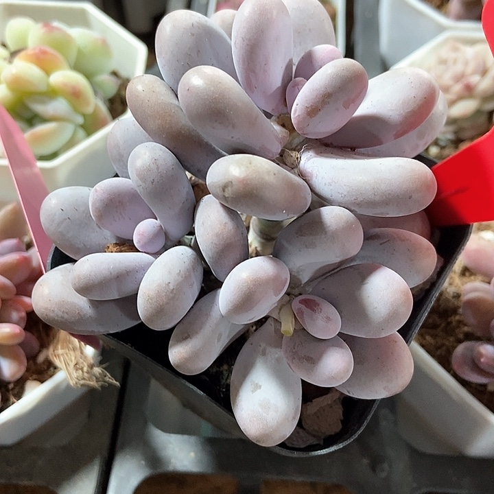 多肉植物奶酪837