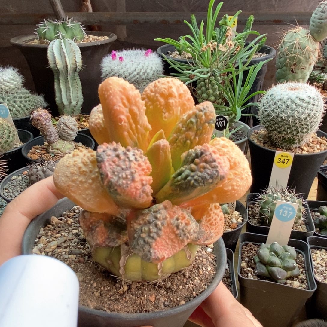 嫁接牡丹锦8.5cm