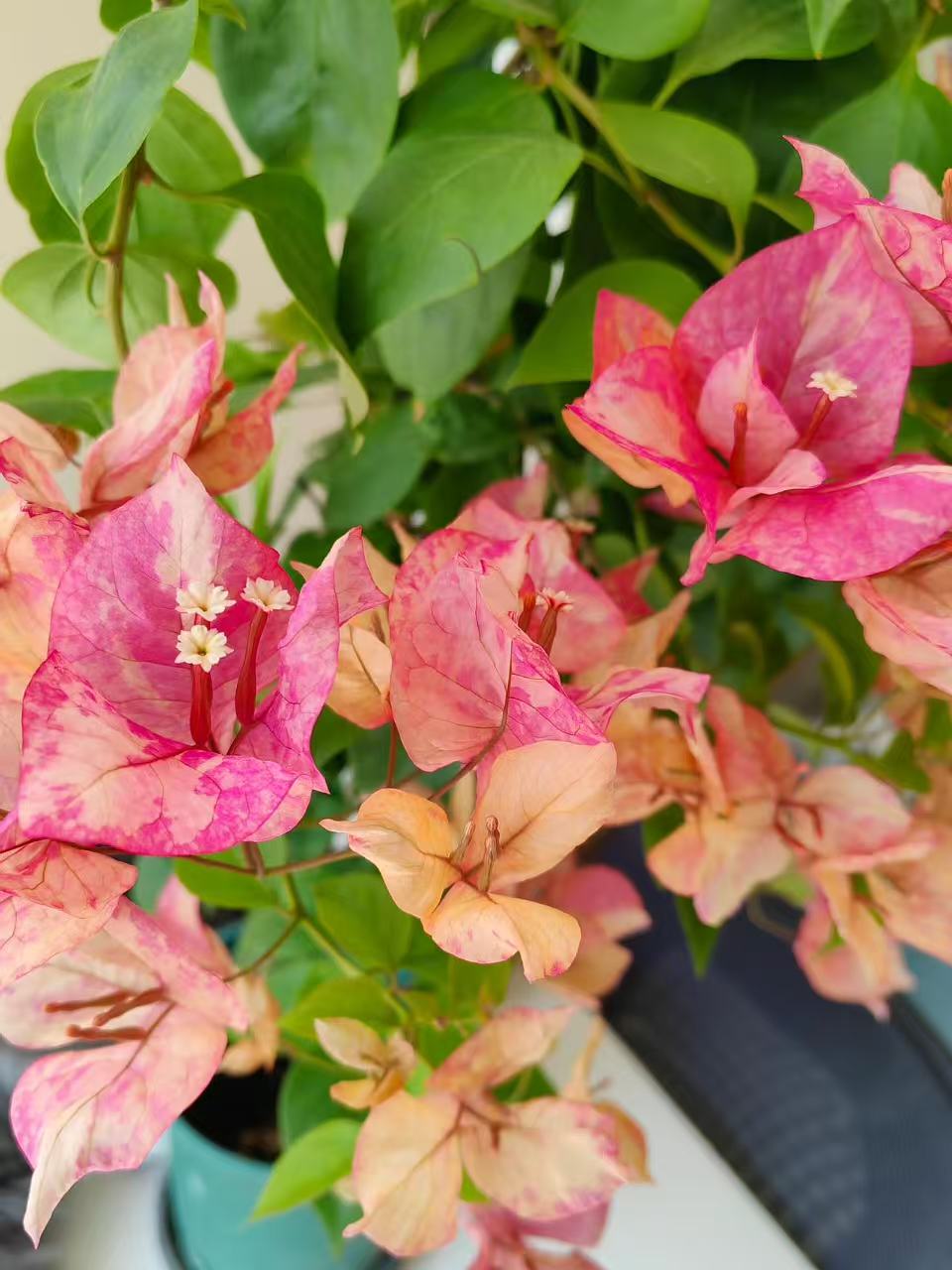 【阿朱娜】三角梅盆栽室内外花卉四季开花爆花品种绿植复色系花色