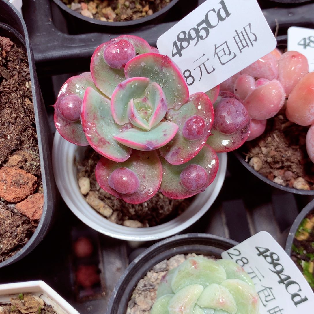 5厘米盆精控多肉4895