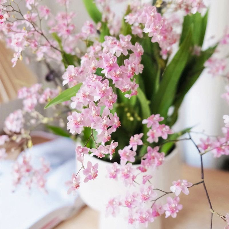 粉色梦香兰小众清新浓香绿植盆栽好养护适合客厅阳台