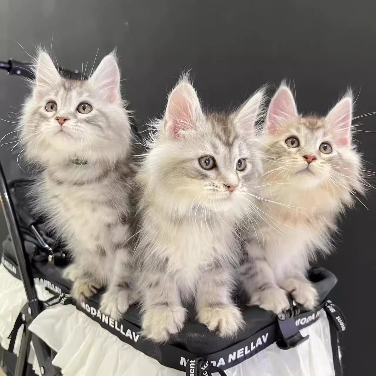 （猫舍）多种品类宠物猫缅因蓝猫蓝白金银渐层美短布偶