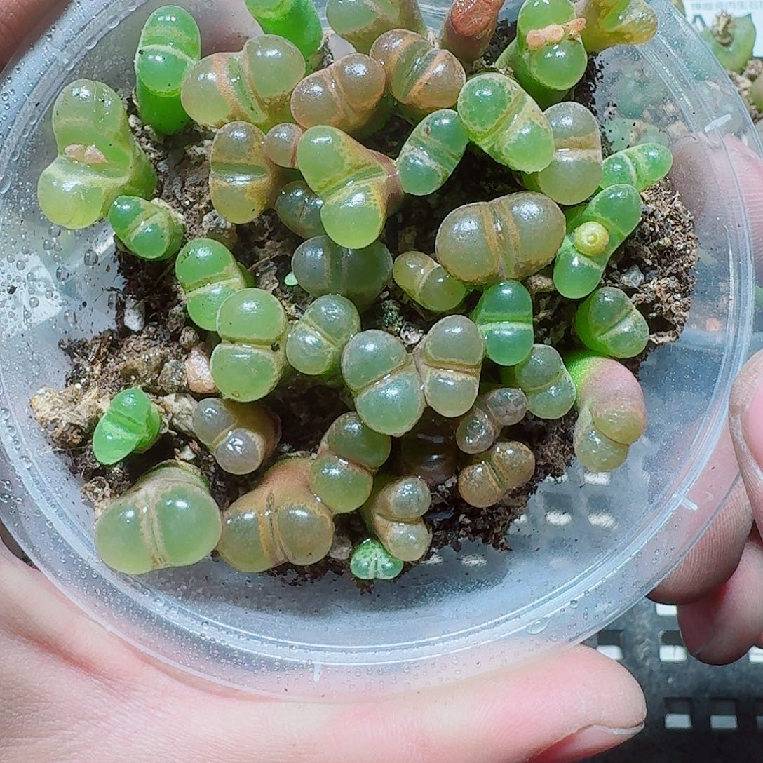 217 多肉植物多肉植物