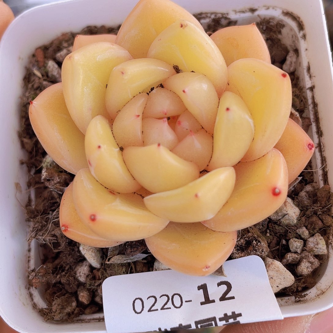 0000000000000012量拍