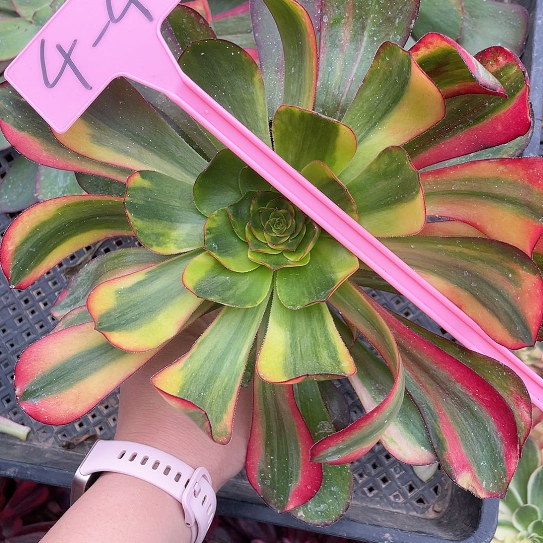 4-44多肉植物法师