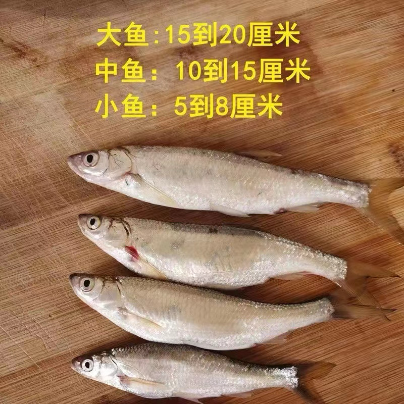 微山湖野生白鱼【实物以现场直播为准】
