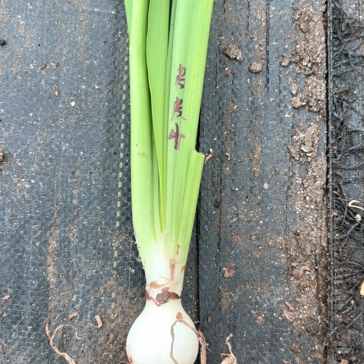 无花朵淘淘包对版四号