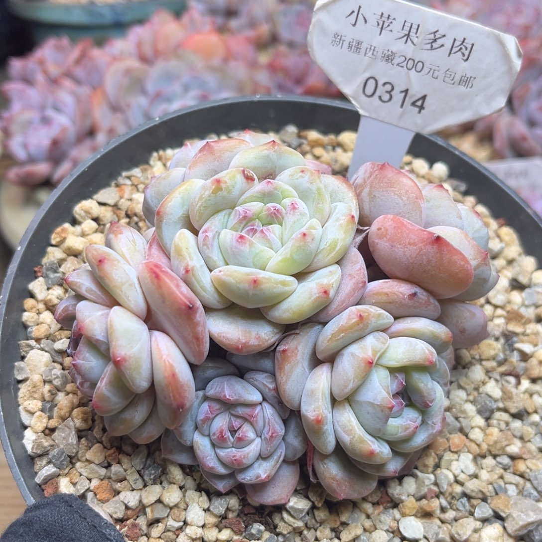 黄底紫心314/10cm6头