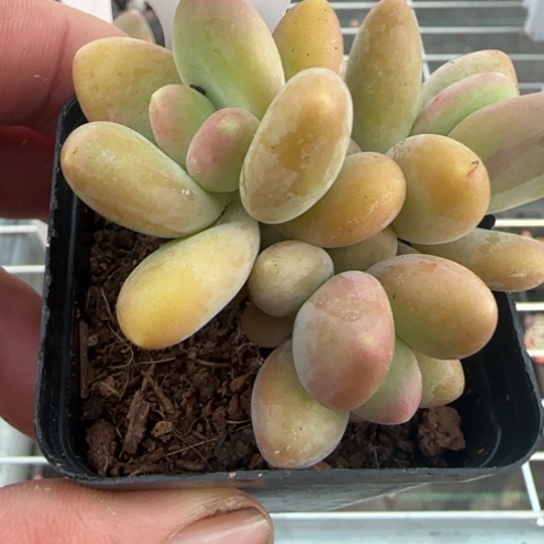 80芒果奶一物一拍多肉