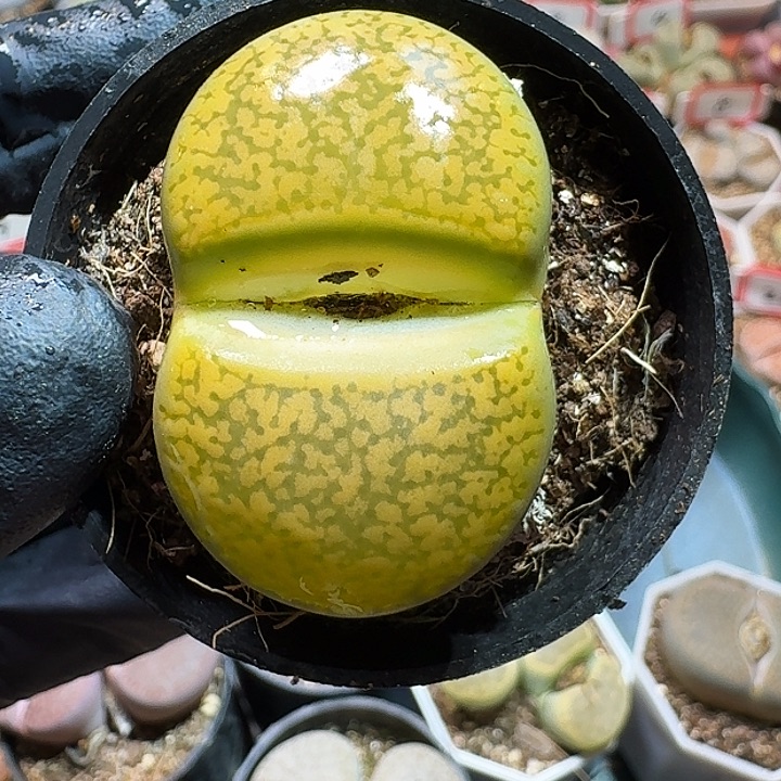 生石花11111111。  181