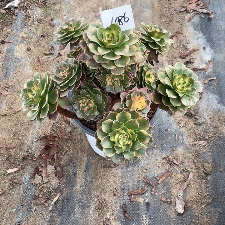 法师植物荔枝法师1086