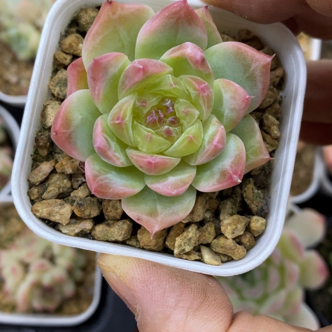 精品多肉一物一拍不包整212