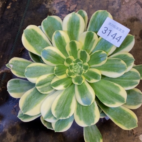 迈巴赫多肉植物3144