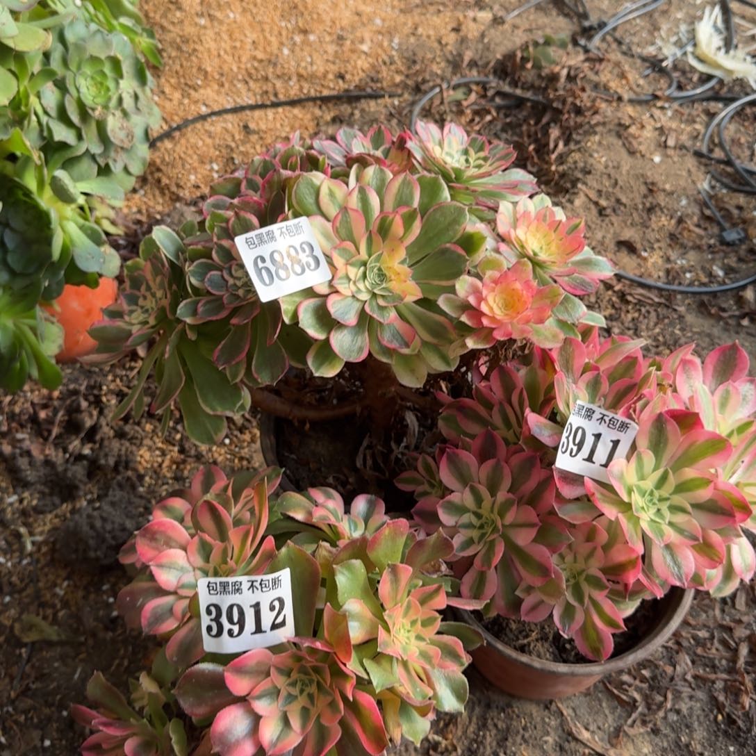 法师3颗6883 19-50