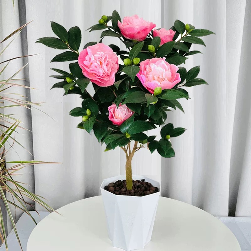 香妃烈香花苗带花苞开花有香味的粉色花卉庭院阳台花卉好养