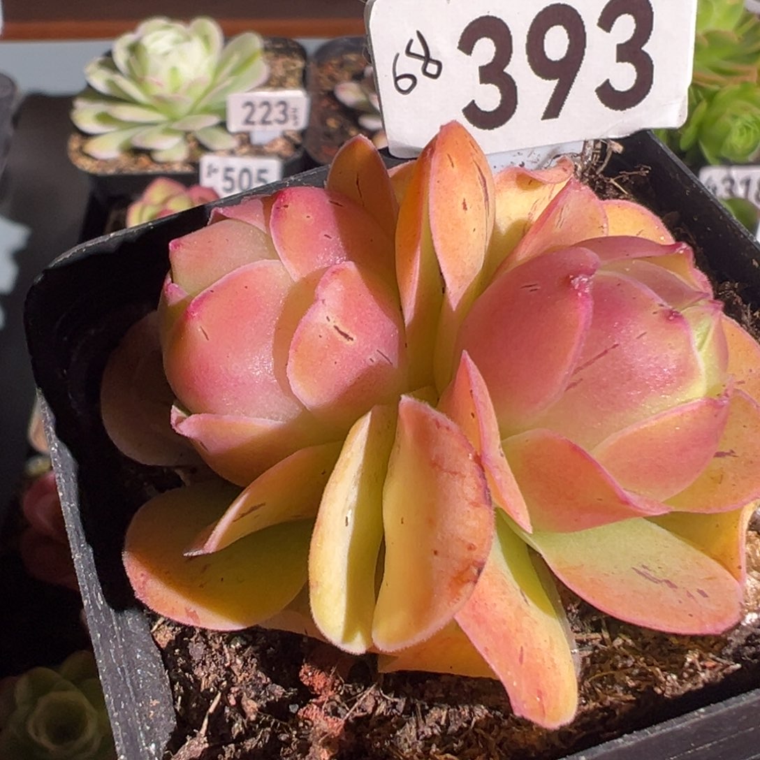 草莓393山地玫瑰多肉