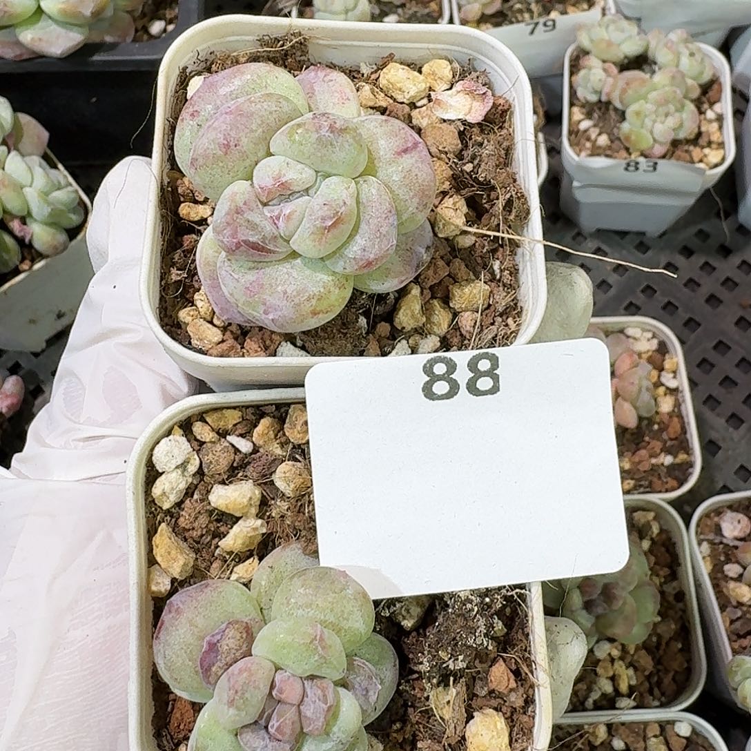 88 号到手1框～一物一拍