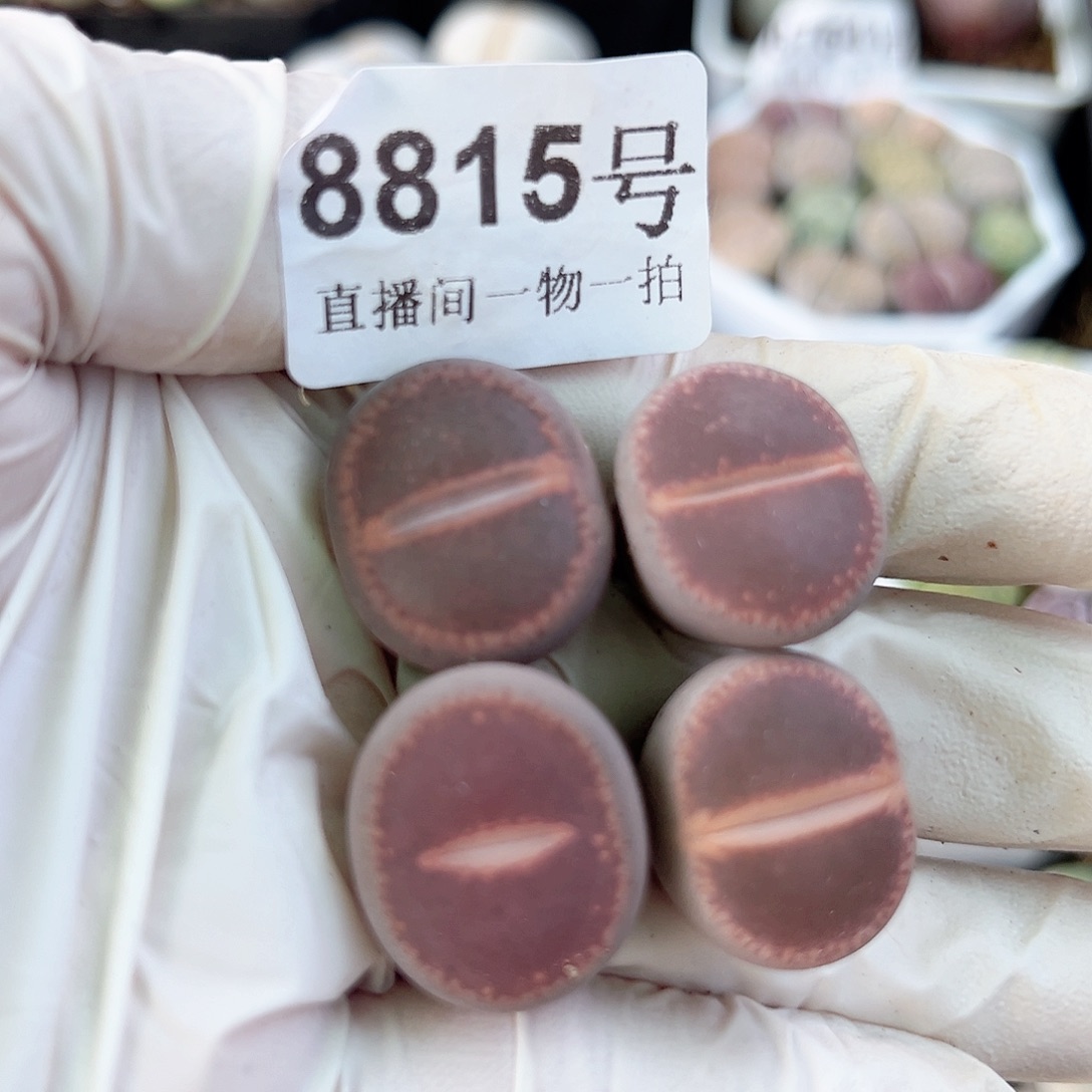 8815 好养易活生石花大母本4个2cm左右Ko