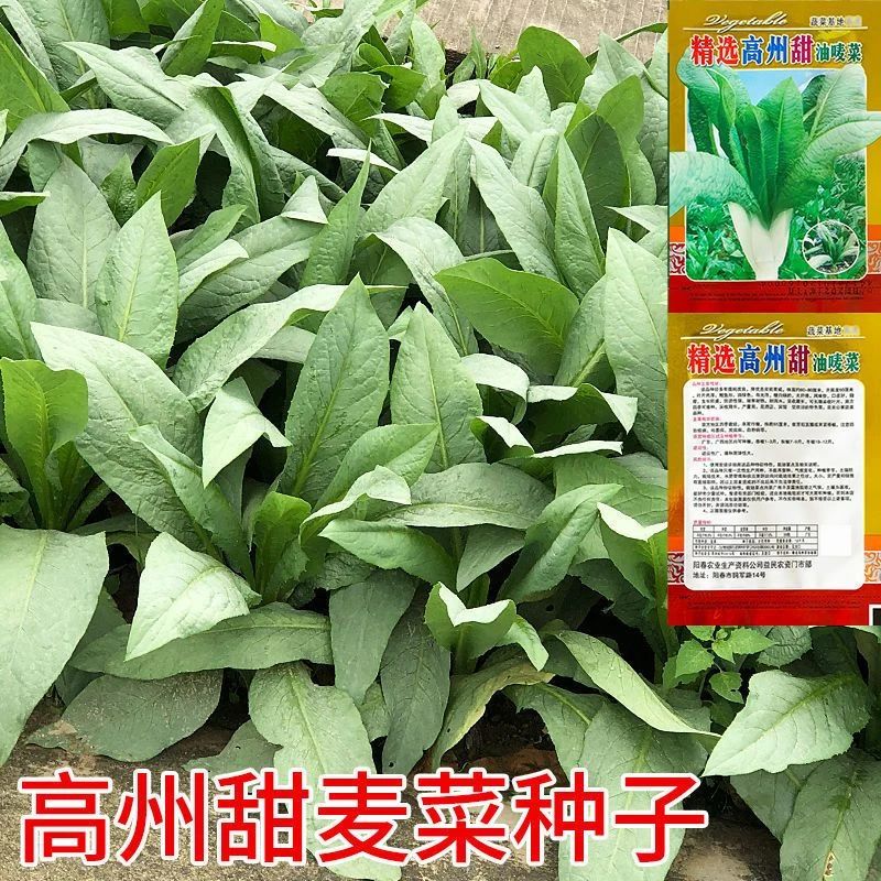 高州甜油唛菜种子正宗高州唛甜麦菜四季味甜爽口甜麻菜蔬菜籽