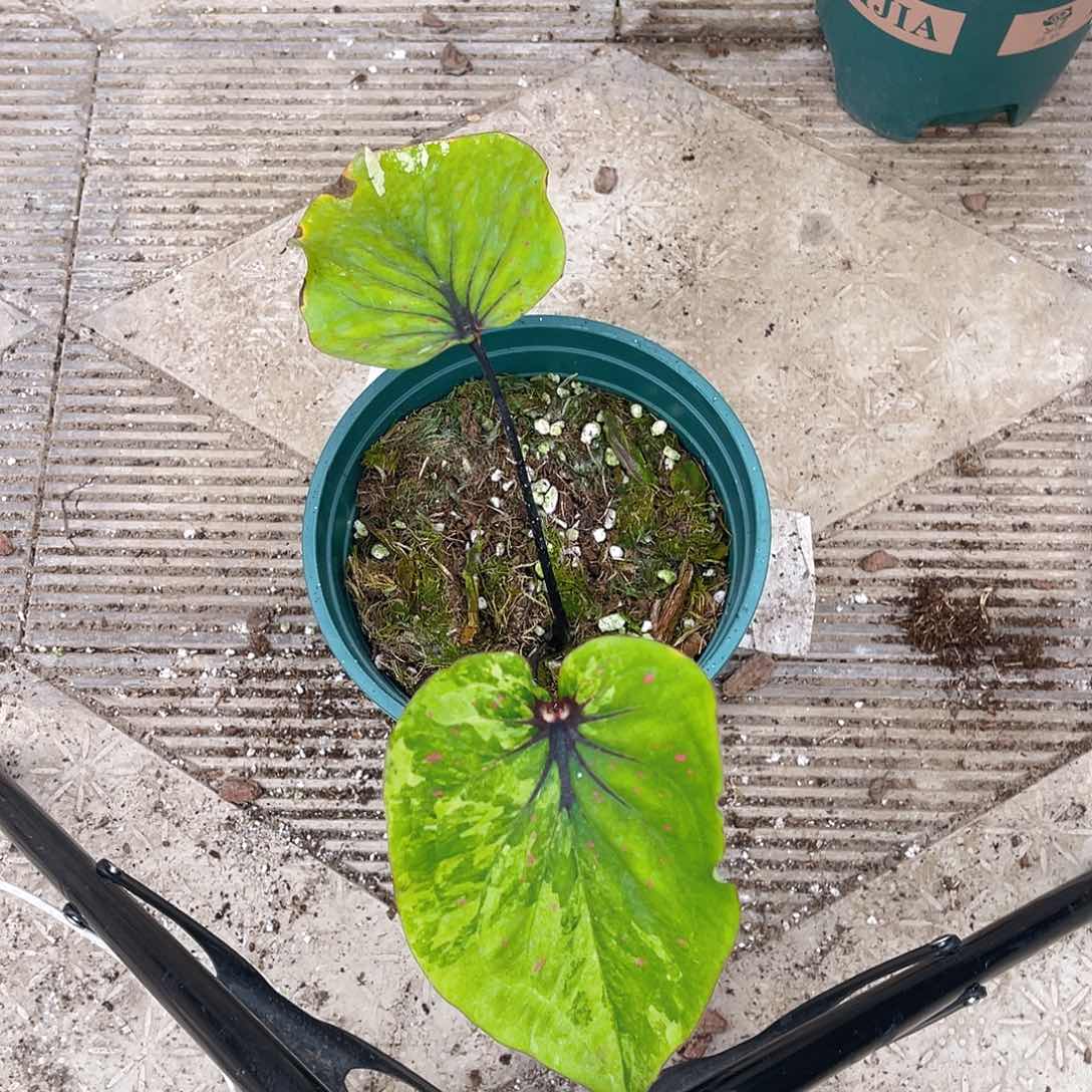 完全开放Y*p1776泰彩一物一拍