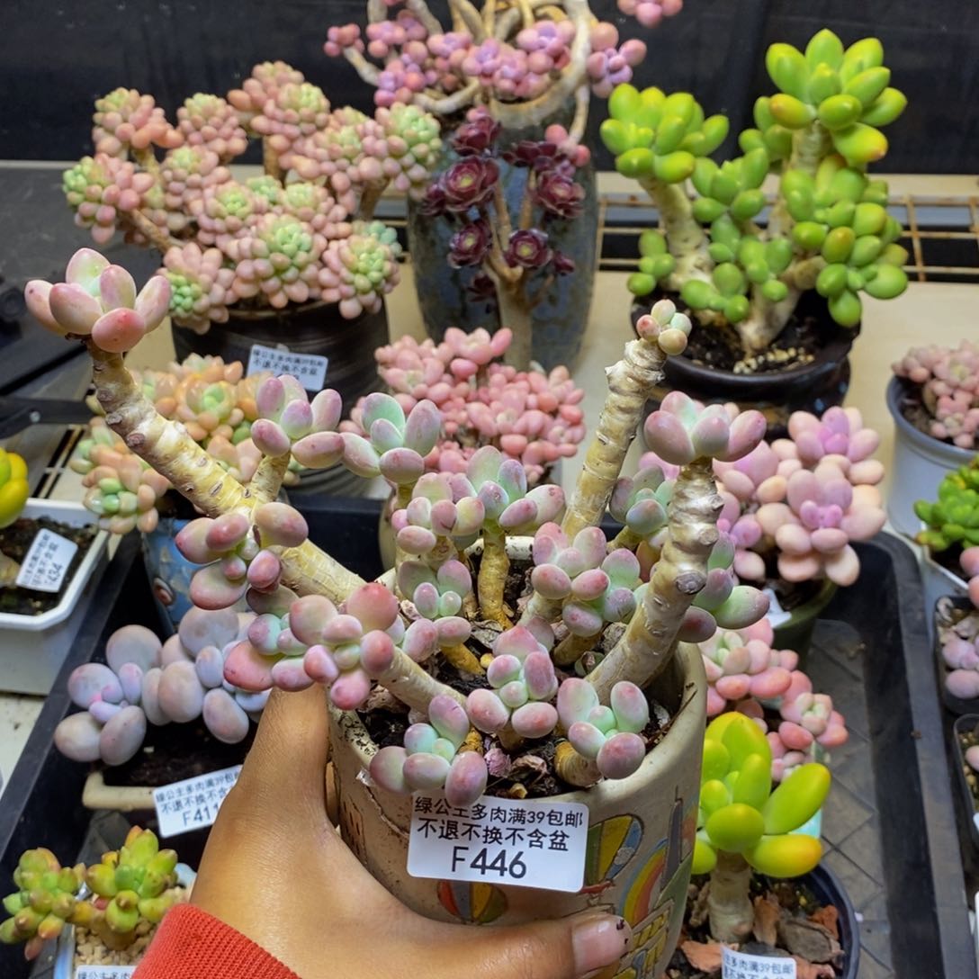 446苹果奶多肉10c m