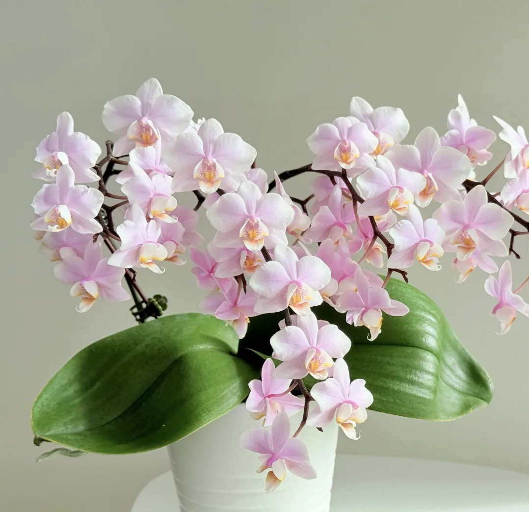 1.7被槟榔西施（苗）蝴蝶兰兰花室内蝴蝶兰盆栽