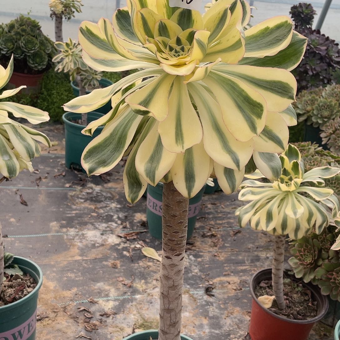 345法师植物艳姿